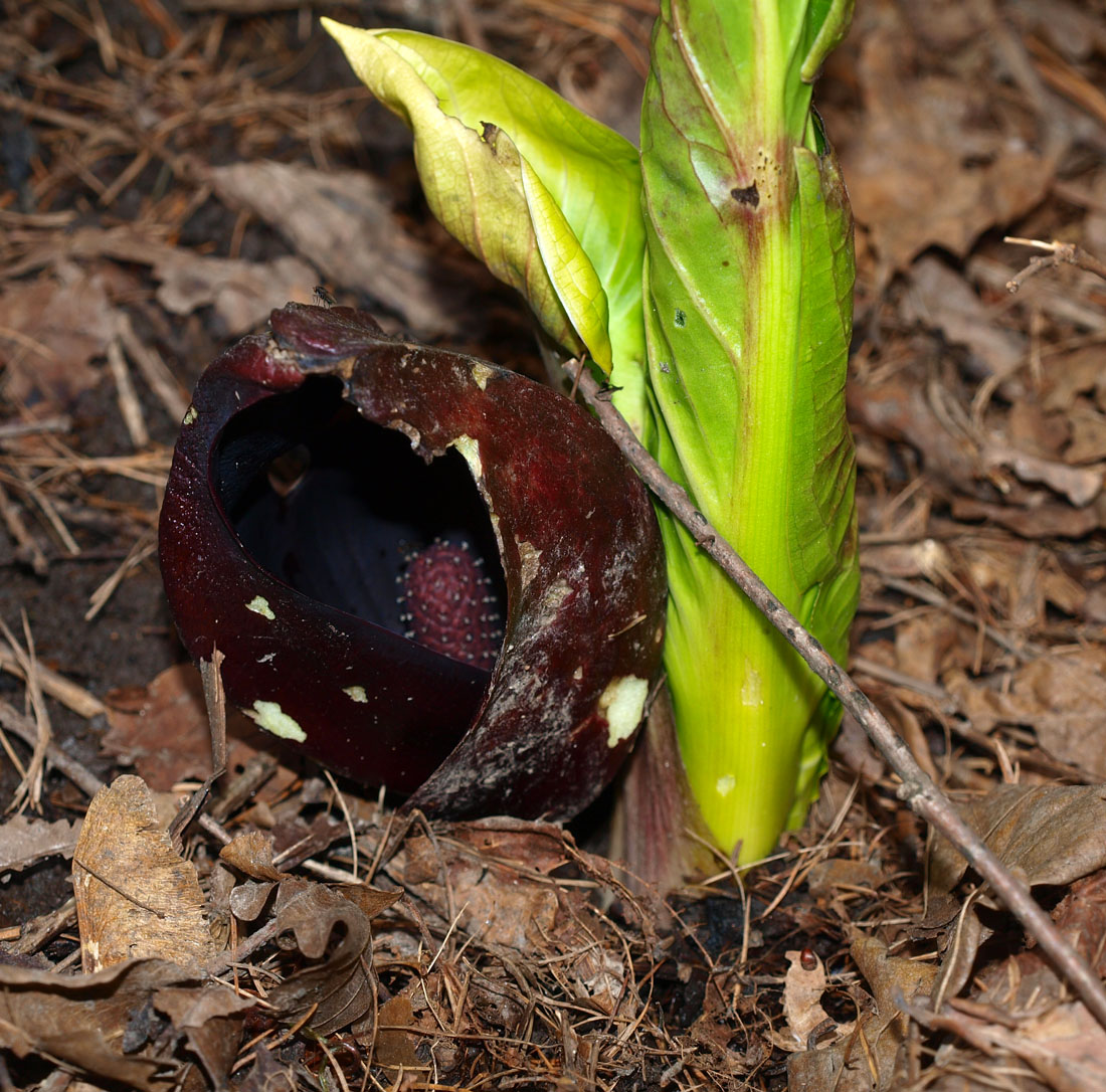 Image of Symplocarpus renifolius specimen.