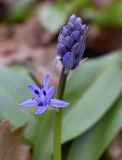 Scilla lilio-hyacinthus. Соцветие с бутонами и распустившимся цветком. Испания, автономное сообщество Каталония, провинция Жирона, комарка Ла Гарроча, муниципалитет Сан-Фелиу-де-Пальеролс, 1050 м н.у.м., в буково-берёзовом лесу. 15.04.2018.