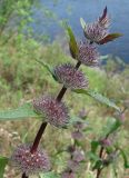 Phlomoides tuberosa. Верхушка растения с нераспустившимися соцветиями. Якутия (Саха), Мирнинский р-н, окр. пос. Светлый, берег р. Вилюй. 21.06.2009.