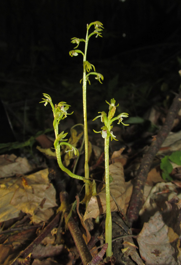 Изображение особи Corallorhiza trifida.