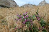 Phlomis pungens. Верхушка цветущего растения среди плодоносящих Anisantha tectorum. Крым, Керченский п-ов, Опукский заповедник, степь на склоне горы Опук. 19.05.2018.