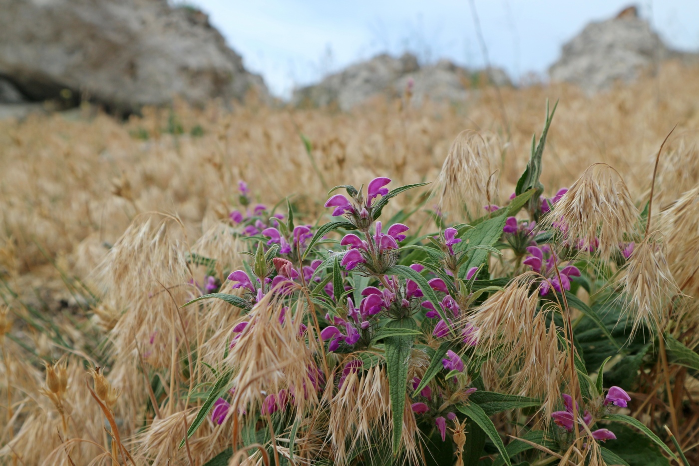 Image of Phlomis pungens specimen.