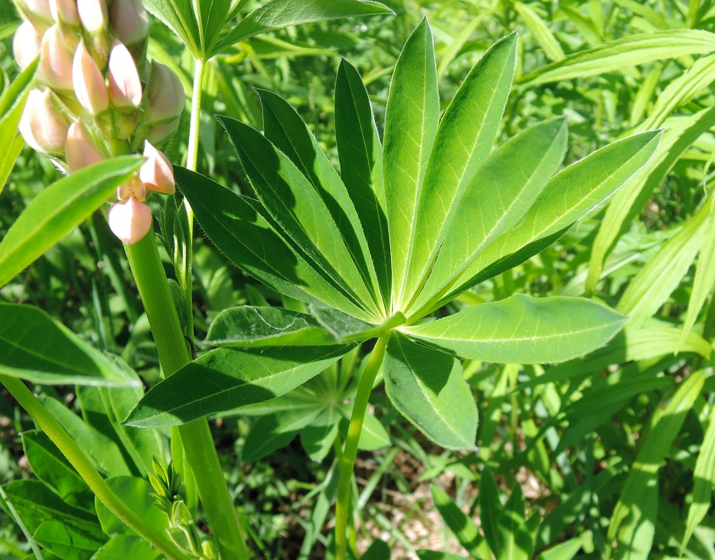 Изображение особи Lupinus polyphyllus.