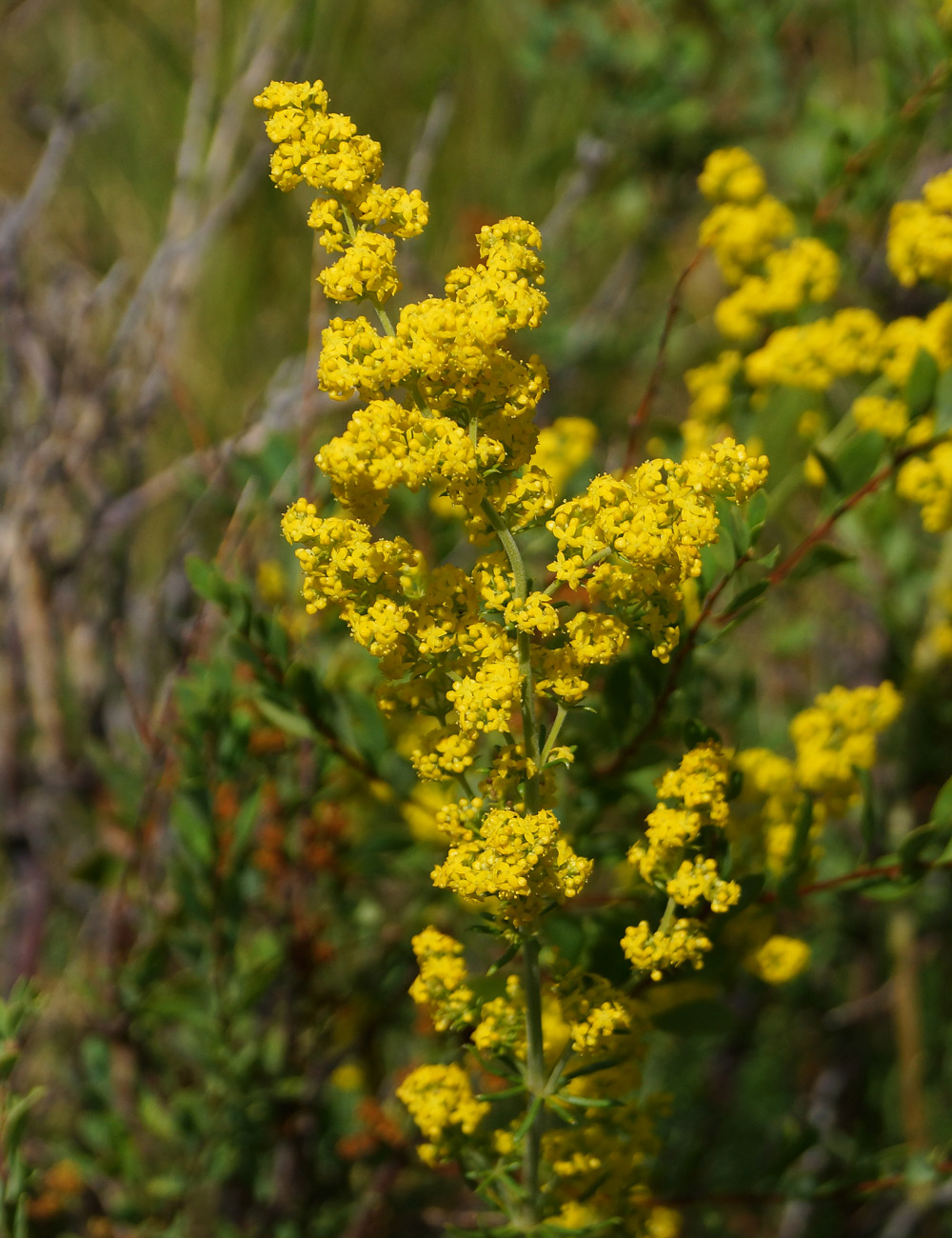 Изображение особи Galium verum.