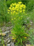 Bunias orientalis. Цветущее растение. Украина, Львовская обл., Сколевский р-н, национальный природный парк \"Сколевские Бескиды\", окр. с. Каменка, берег р. Каменка. 26.04.2018.