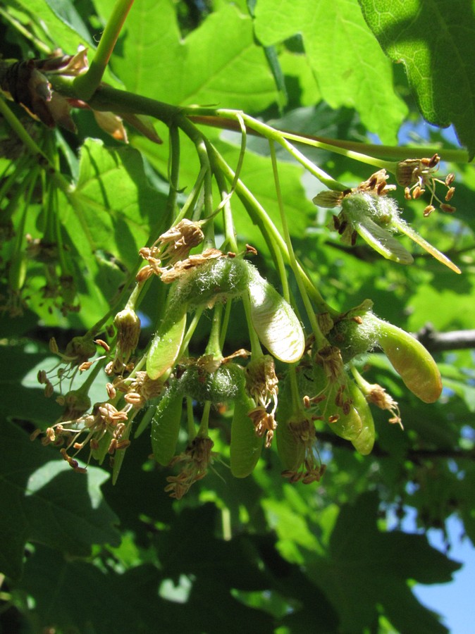 Image of Acer stevenii specimen.