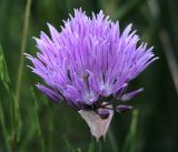 Allium schoenoprasum. Соцветие. Московская обл., Раменский р-н, окр. дер. Хрипань, садовый участок. 27.06.2018.