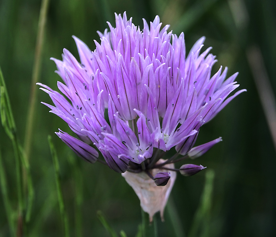 Изображение особи Allium schoenoprasum.