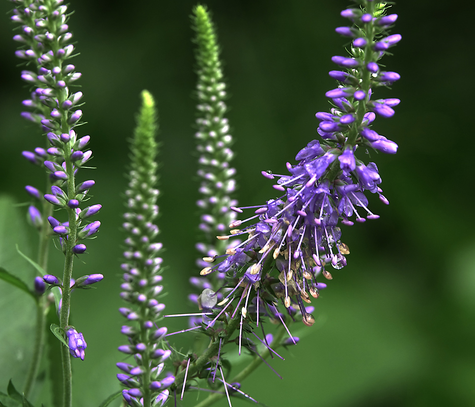 Image of Veronica longifolia specimen.