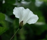 Calystegia sepium