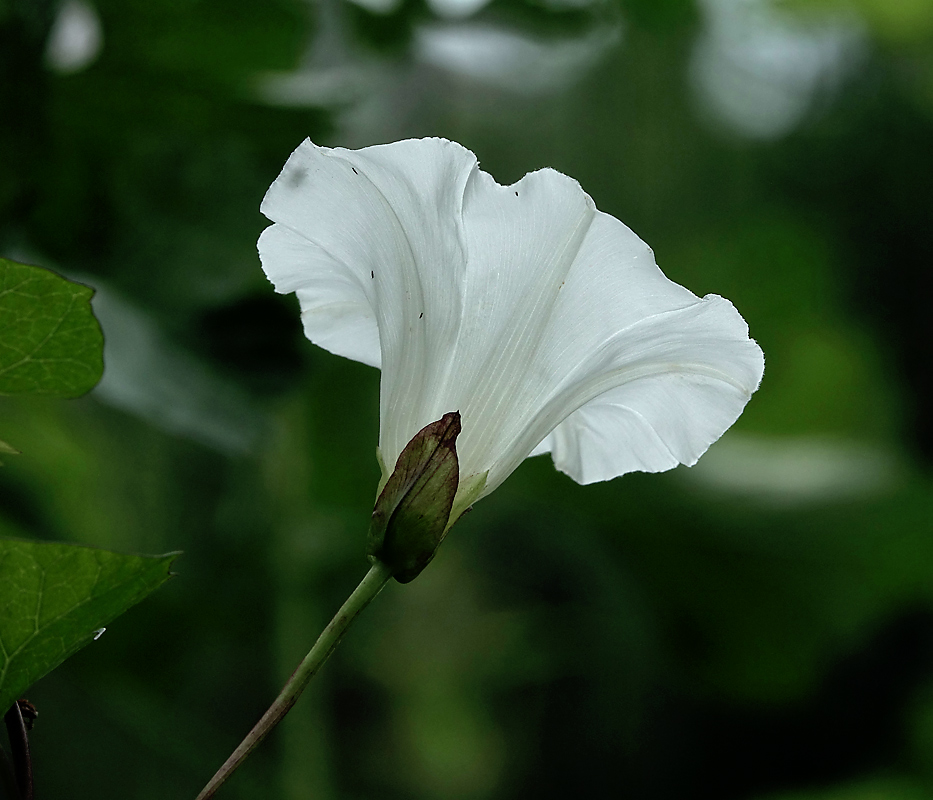 Изображение особи Calystegia sepium.