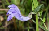 Scutellaria regeliana. Часть побега с цветками. Приморский край, Кавалеровский р-н, бухта Зеркальная к югу от устья р. Зеркальная, травяное болото. 05.08.2018.