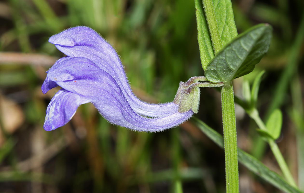 Изображение особи Scutellaria regeliana.