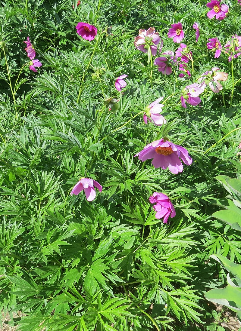 Изображение особи Paeonia anomala ssp. veitchii.