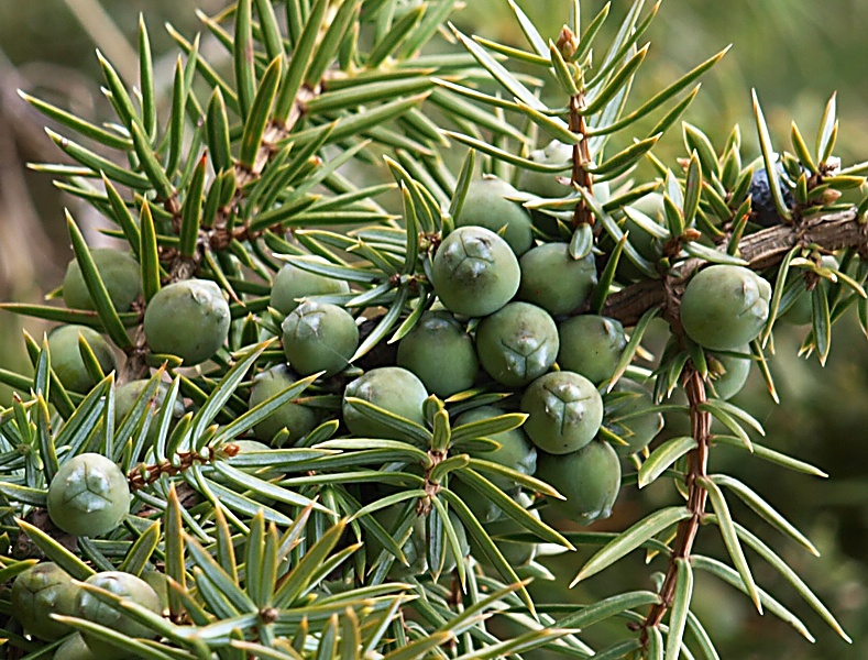 Image of Juniperus oblonga specimen.