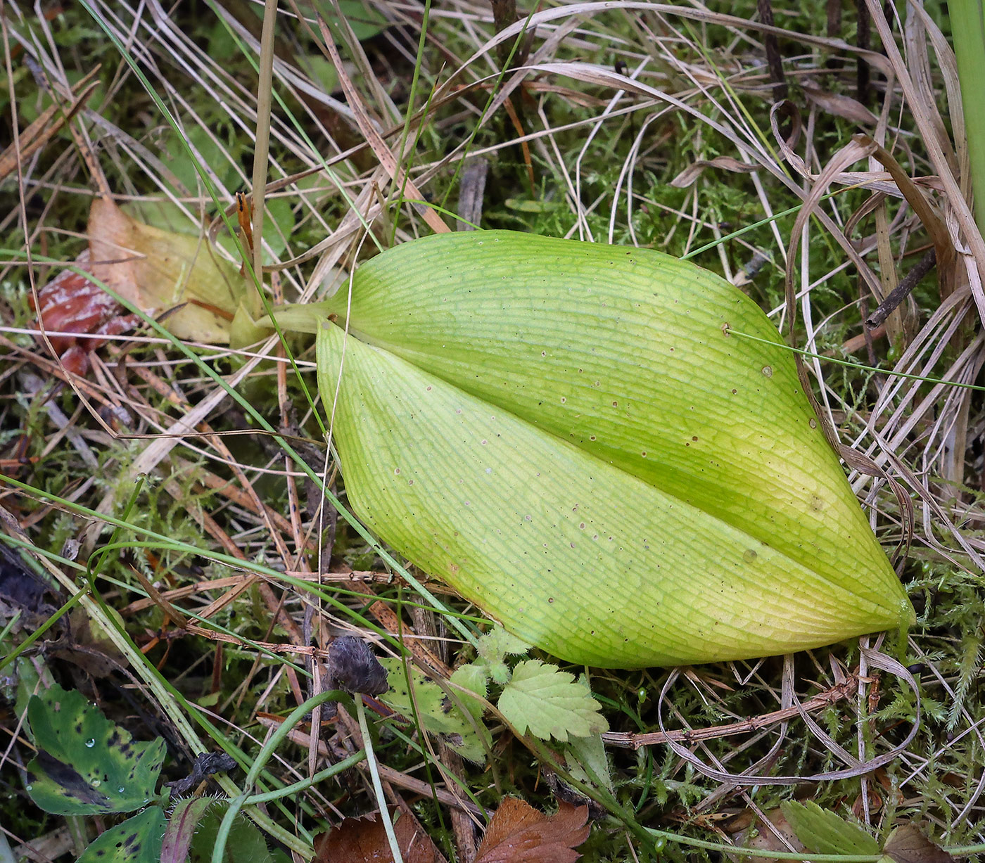 Image of Malaxis monophyllos specimen.