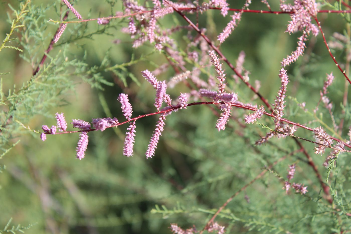 Изображение особи Tamarix ramosissima.