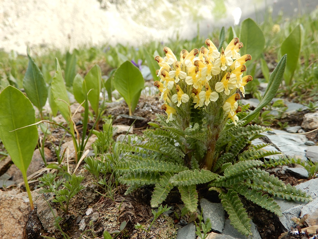 Изображение особи Pedicularis oederi.