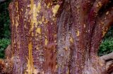 Cupressus guadalupensis