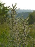 Echium vulgare