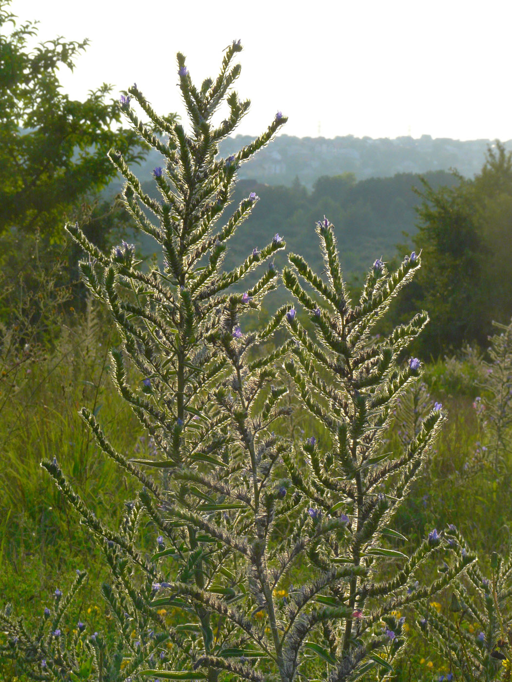 Изображение особи Echium vulgare.