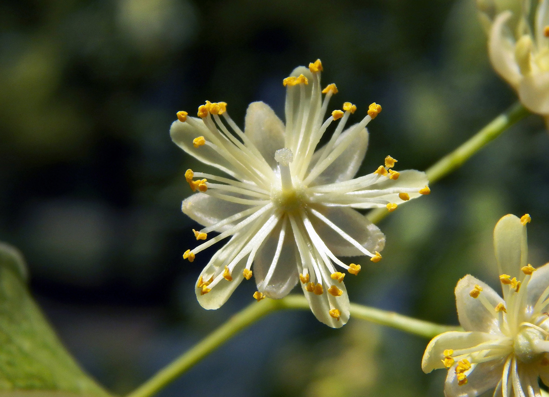 Изображение особи Tilia cordata.