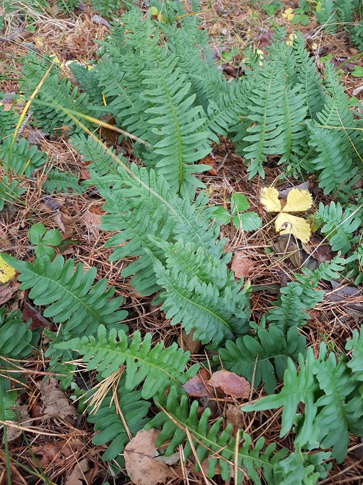 Изображение особи Polypodium interjectum.