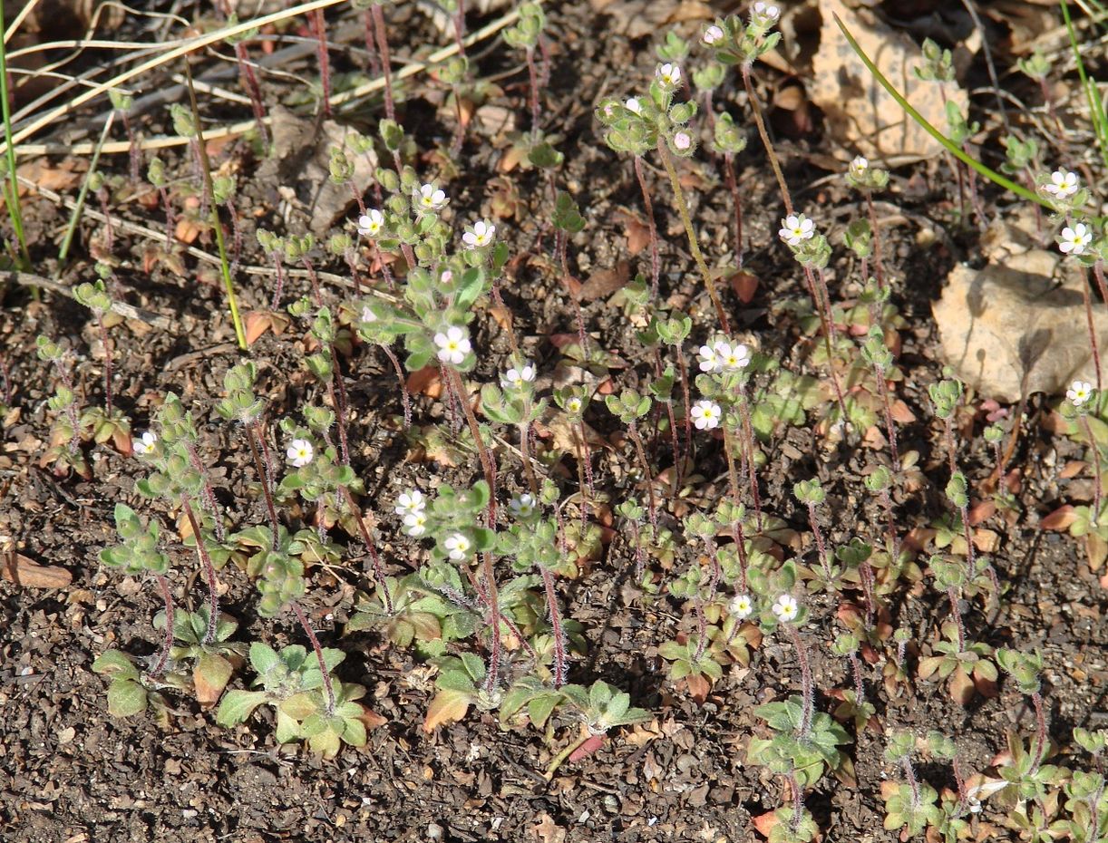 Image of Androsace maxima specimen.