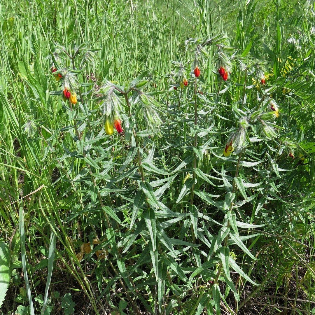 Image of Onosma zerizamina specimen.