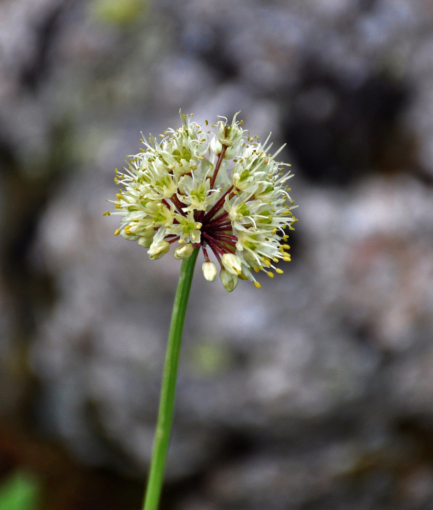 Image of Allium microdictyon specimen.