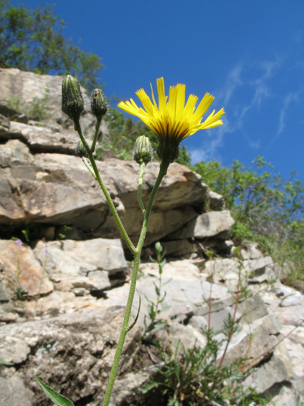 Image of Hieracium korshinskyi specimen.