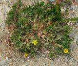 Potentilla tergemina