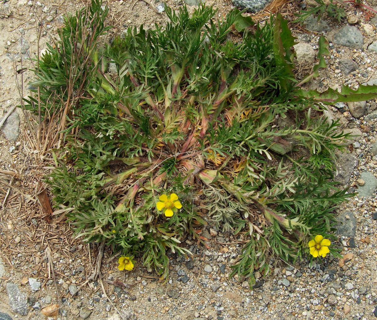 Image of Potentilla tergemina specimen.