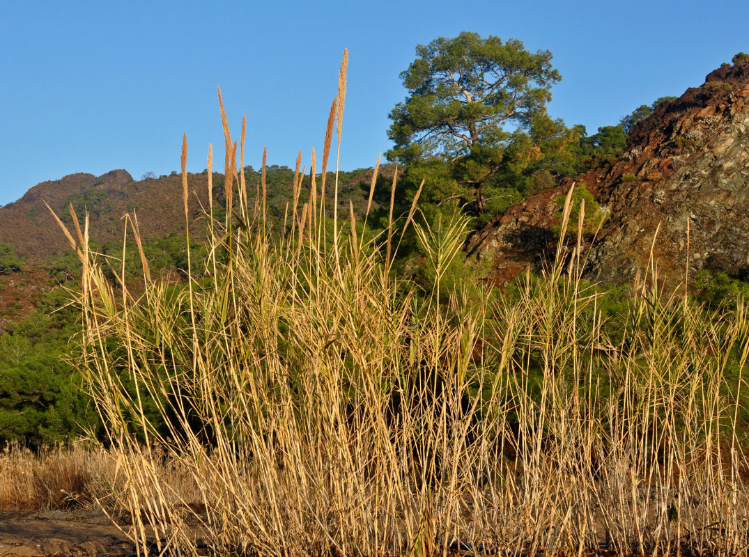 Image of Arundo donax specimen.