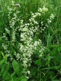 Galium album