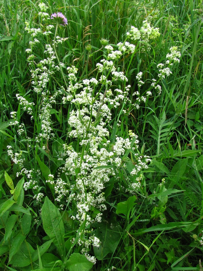 Image of Galium album specimen.