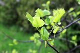 Liriodendron tulipifera. Верхушка ветви с развивающимися листьями. Черноморское побережье Кавказа, г. Сочи, Дендрарий, в культуре. 05.04.2013.