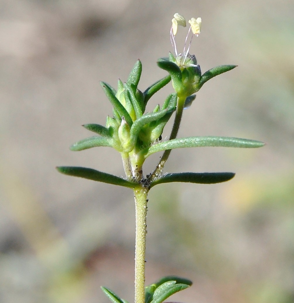 Image of Plantago sarcophylla specimen.