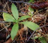 genus Myosotis. Вегетирующее растение. Пермский край, Лысьвинский р-н, камень Ростун, крутой склон, хвойный лес. 30.04.2018.