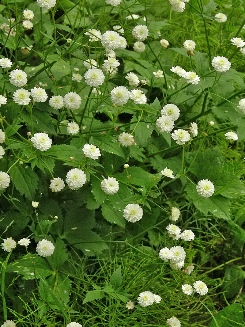 Image of Ranunculus platanifolius specimen.