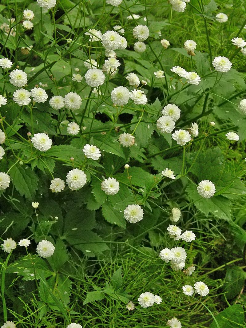 Изображение особи Ranunculus platanifolius.