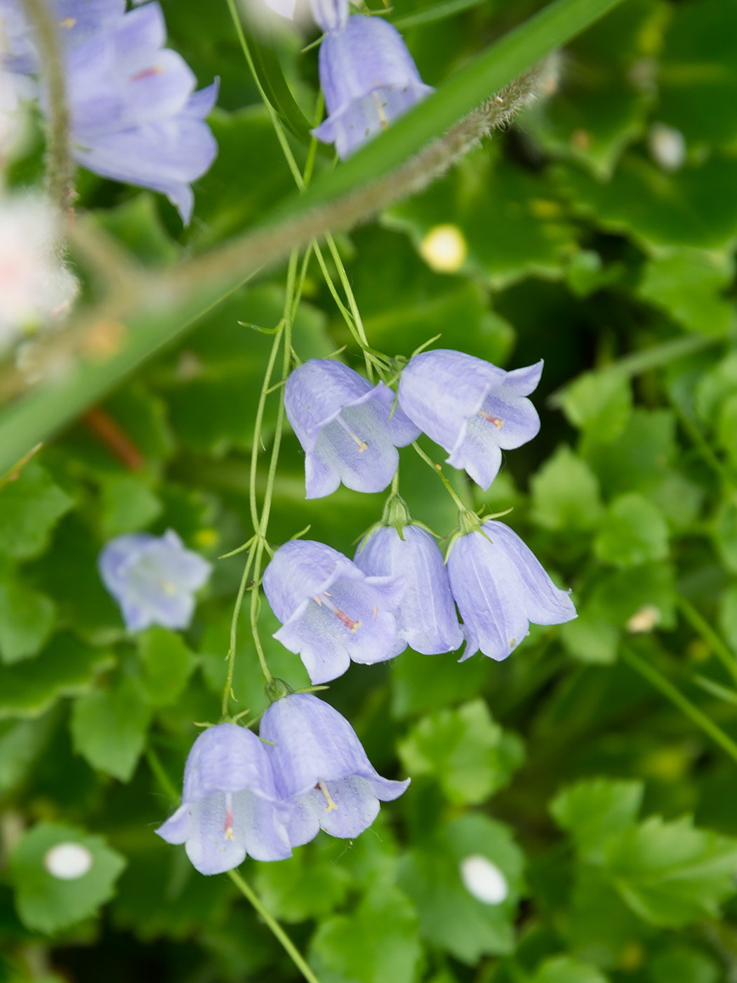 Image of Campanula cochleariifolia specimen.