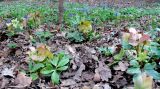 Helleborus niger