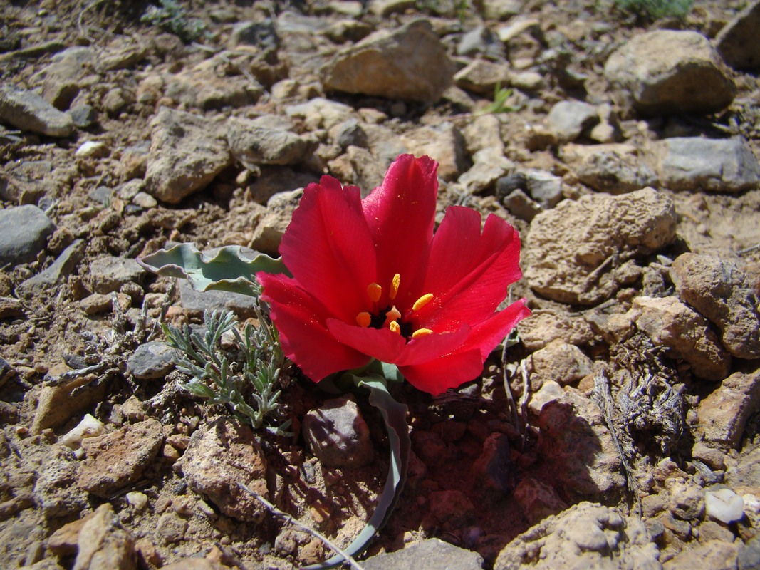 Image of Tulipa rosea specimen.