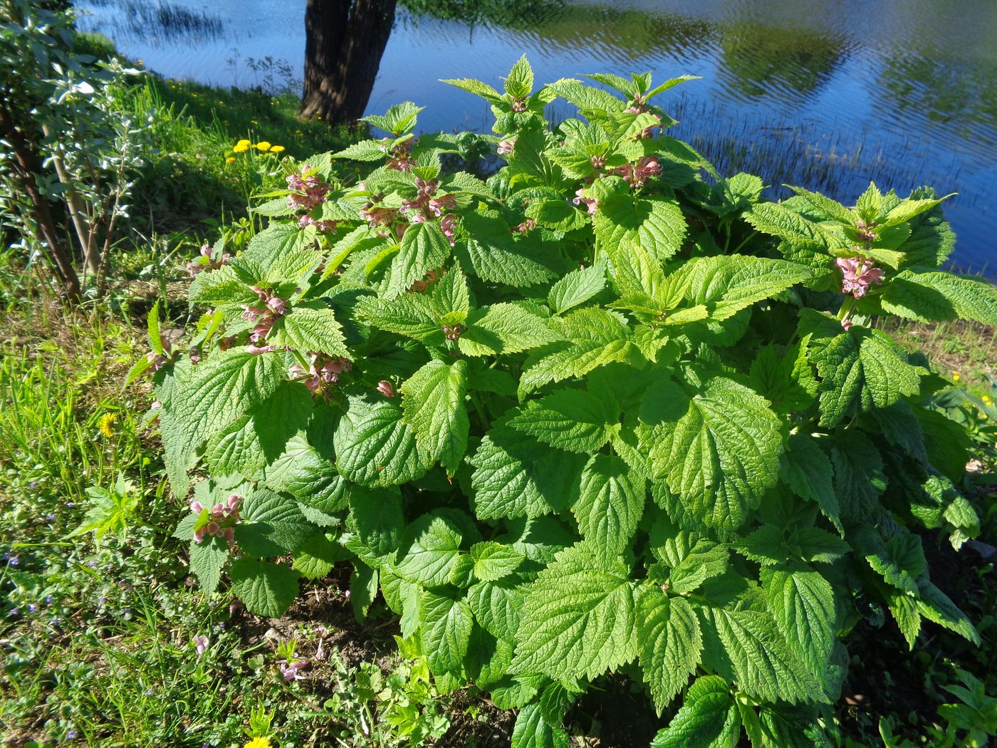 Изображение особи Orvala lamioides.