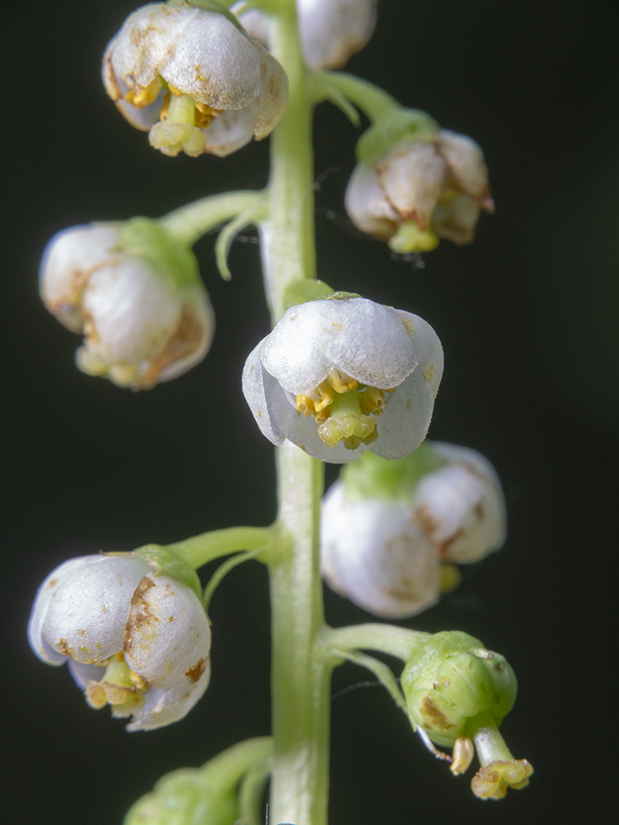 Изображение особи Pyrola minor.