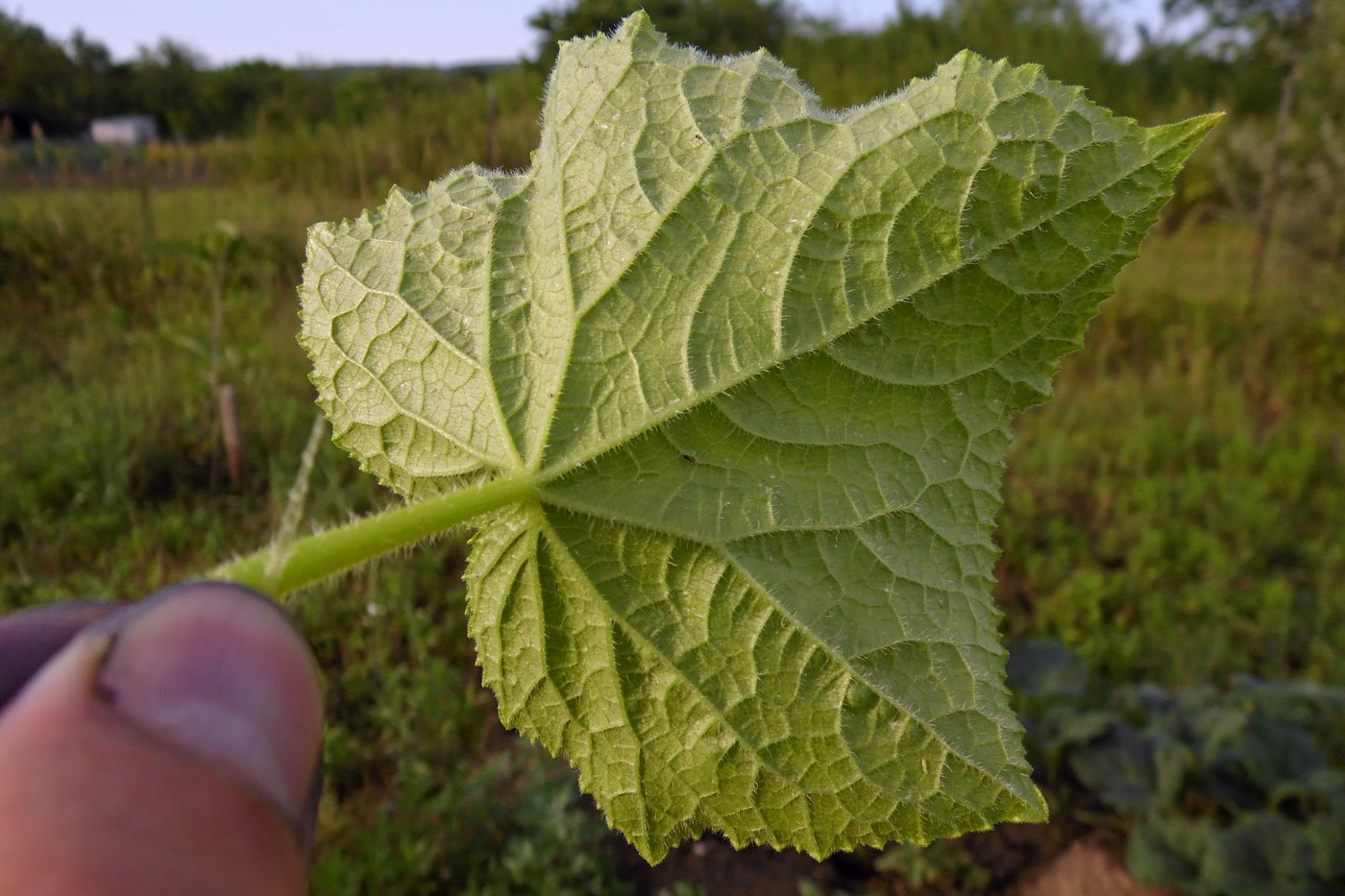 Изображение особи Cucumis sativus.