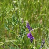 Vicia villosa