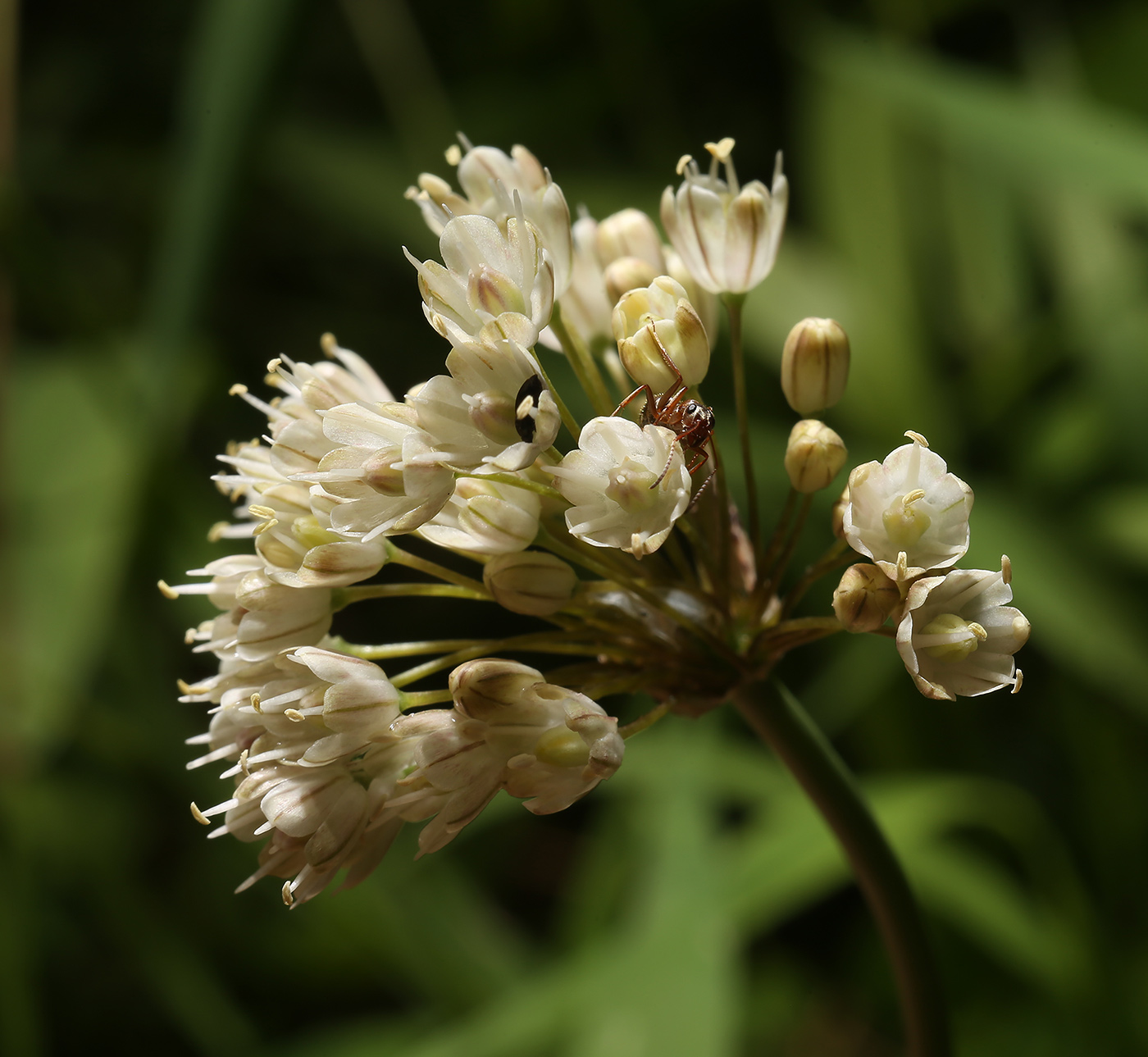 Изображение особи Allium pallens ssp. coppoleri.