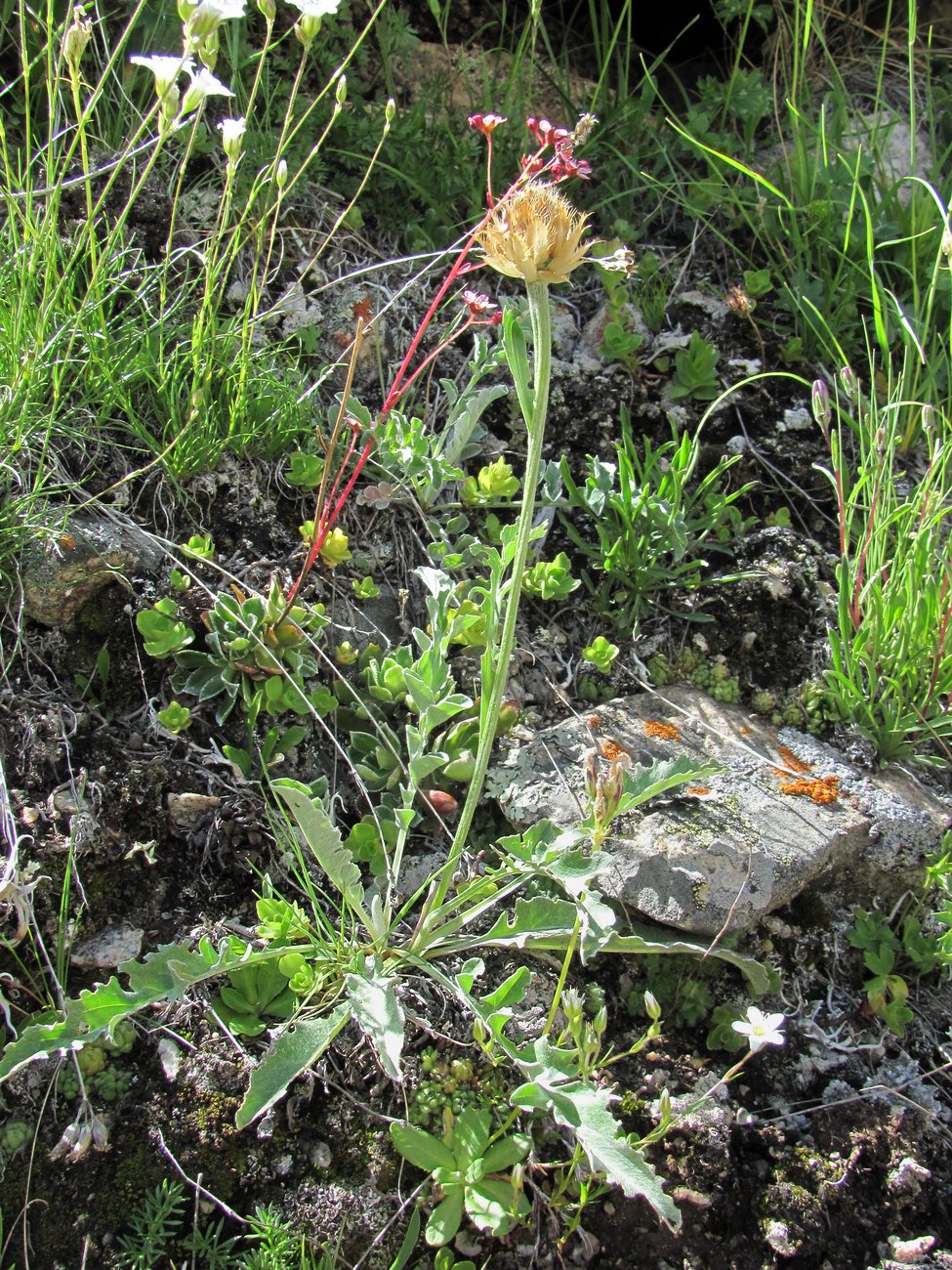 Изображение особи Psephellus caucasicus.